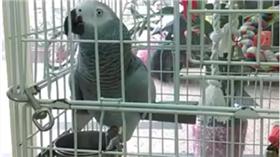 鸚鵡學人說話（圖／翻攝自爆笑乖乖臉書）