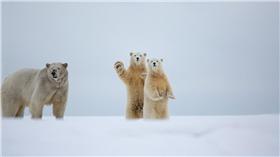 北極熊／dailymail