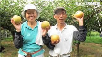 冠軍梨！黃西田也甜上心頭的美味是？