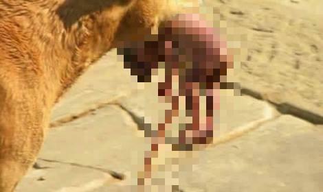 狗狗叼棄嬰尋救　暖心解讀遭學者打臉
