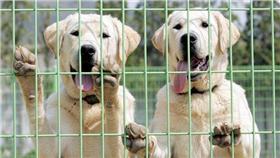 複製犬-美聯社／達志影像