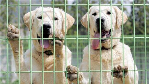 怕愛犬離開人世…獸醫花3百萬複製牠