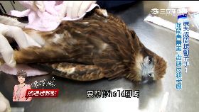 農藥屠殺鷹2000GG(長版)