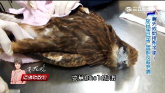 農夫間接毒殺！全台剩426隻老鷹