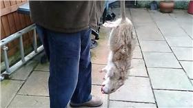 巨鼠－https://www.youtube.com/watch?v=Darge5rIj8Y