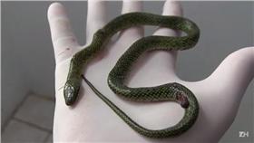 蛇,毒蛇／翻攝自ZHTV