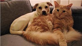 cat&dog(flickr)