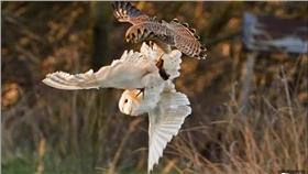 鳥類-圖／翻攝自《每日郵報》
