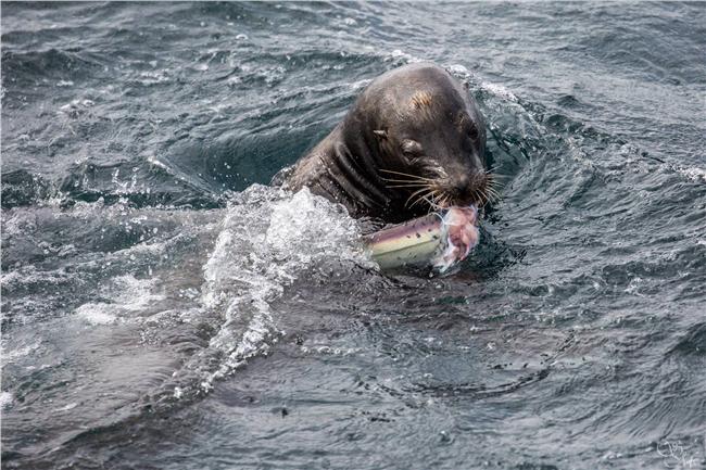 肥海獅突襲　凶猛鯊魚慘變「沙西米」
