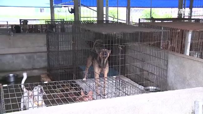 狗舍吵雜惹怨　愛狗女：要狗死我先死