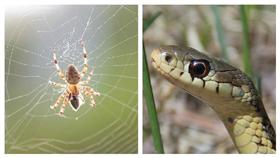 蛇,蜘蛛／合成圖David Amsler、Dwight Sipler,flickr cc　