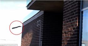 松鼠,自殺／翻攝自DailyMail