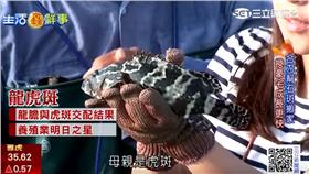 時尚生活玩家／龍膽石斑