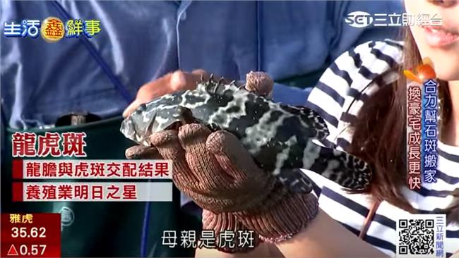 口水直流～冠軍石斑急凍保鮮好品質！