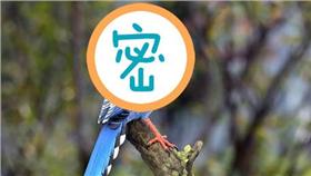 台灣藍鵲/總統府提供