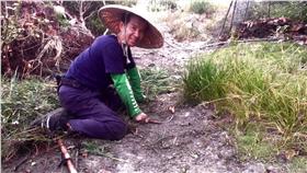 楊文港,阿港伯,農夫,有機（圖／翻攝吉安楊文港臉書）