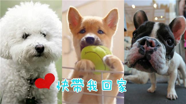 339隻超萌毛小孩　北市明開放送養
