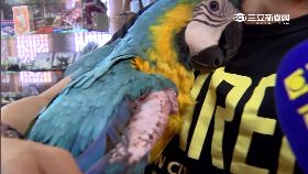 ~偷鸚鵡跌倒1200