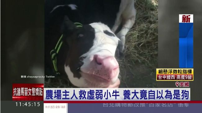 從小和狗玩　小牛竟學會窩在沙發上