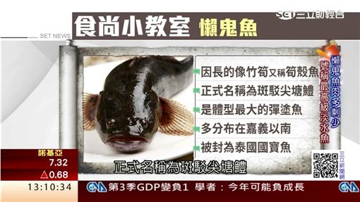 其貌不揚筍殼魚 肉質勝石斑黃魚