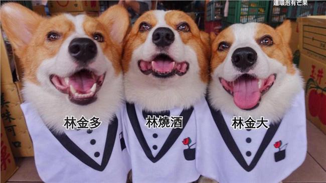 柯基撞臉李榮浩　楊丞琳表示...