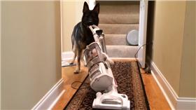 會做家事的狗（影片）