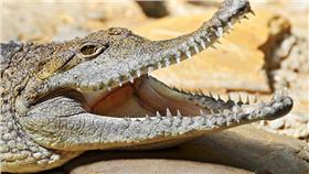 「鱷魚」不收賄 印尼考慮雇用當獄卒/https://www.flickr.com/photos/tambako/2533704894/in/photolist-4RTUc9-dyM6Ey-d2fRgo-fPqWS4-wwSf9p-wqZbbK-77tU1n-77xMSq-77xNU9-9eTsGF-donqKk-amj94c-ywwb6A-jrpK1e-4M5D39-9tMTyk-54yZEt-bo2Dwe-e2dh5p-8vL8Mp-donDZe-h3fZJW-6mqff7-emumpk-aeseEa-oENc9c-9um8Rp-bmfxnh-91GKUq-n8ytig-adEWTa-6mqgSj-6KxysC-zXHyK9-rLYKYr-wcfEZZ-rsVWDD-s8wybv-ruQKwu-srQQKg-ruXU9V-sabh7W-saitia-h3gaSQ-qFSNTi-ijPwnF-4uDauK-fQniFP-iXNaD5-9jfS3dTambako The Jaguar/