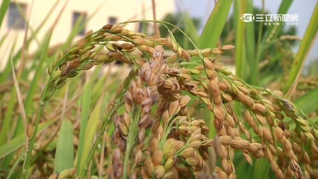 甲烷排放10年快10倍　禍首恐是…