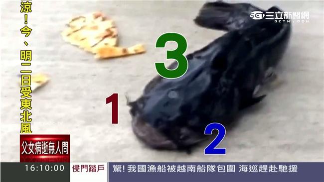 卡通上演「三眼鯰魚」？紐約釣客想吃