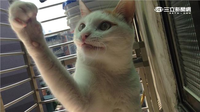 和誰生的？！醒來多4隻小貓飼主崩潰