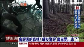 詭異！加拿大男子直擊森林在「呼吸」
