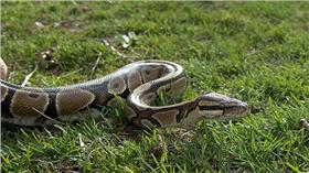 球蟒/flickr/Nick Seeger/https://www.flickr.com/photos/nickseeger/3049840765/in/photolist-5Dvept-xGayA-byDh7Y-4rfsXW-iTv5oT-iTvPA5-f5Y8N-f5YmQ-iTuHsg-iTv6di-iTwieR-iTwQAj-iTv31t-iTv3qe-f9o9TQ-buYSvp-81cWBQ-dUWH4H-4Nynfx-7KLeE-6LBje-4jytmh-7bmZwE-xGafr-4qnB8M-4qnBPK-4qnADR-4qnCiK-4qrEZf-4qrGjb-4qrFLJ-4qrFqW-3CYPUk-7nCAv1-vWkpV-55jSLi-XsktZ-4dR7UE-4DBpe1-8WKtzp-4Dx8Rg-dC6LdC-4DBoZs-rP2Rtg-ruN2tZ-rLPJeh-rwEjzD-rwwLhL-qS7NDS-qSjFAP