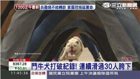 溜滑板鬥牛犬 新聞畫面