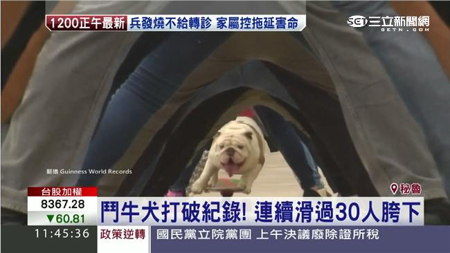 溜過「30人」！　滑板犬破世界紀錄