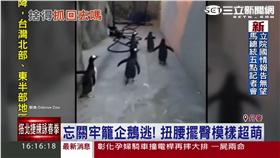 「馬達加斯加」翻版！丹麥企鵝大逃亡