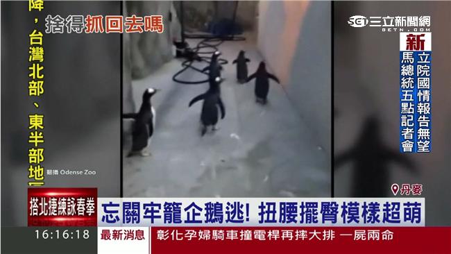 「馬達加斯加」翻版！丹麥企鵝大逃亡