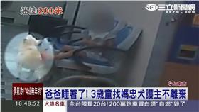 3歲童尋母　忠犬亦步亦趨護小主人