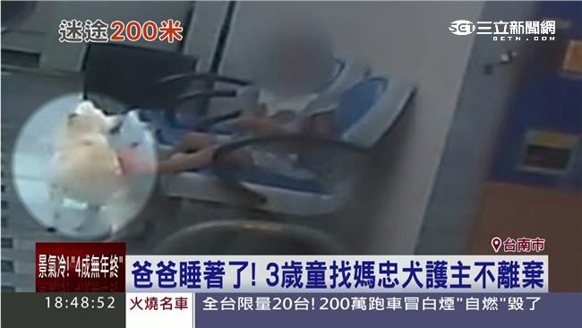 女童出門找媽媽　忠犬護主不離不棄