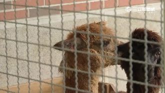 休息站引羊駝吸客　關7坪大鐵籠挨批