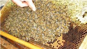 蜂蜜,衛生局,調查,真偽
圖／攝影者江 東翰, Flickr CC License
https://www.flickr.com/photos/nickeast/248901669/in/photostream/