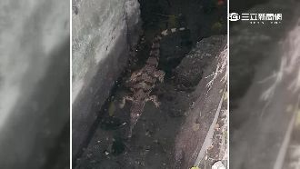 天馬又出包！鱷魚落跑4月1隻仍在逃