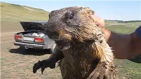 土撥鼠-圖／翻攝自Apollo YouTube