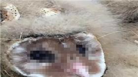 猴面鷹（首圖）／翻攝自中新網