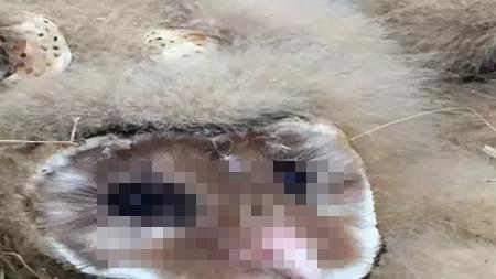 一次來5隻！　奇特生物嚇壞他們