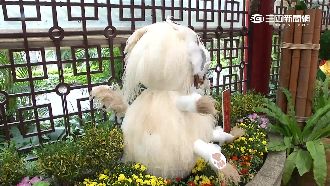 花展主題「西遊記」　這白白一坨是？