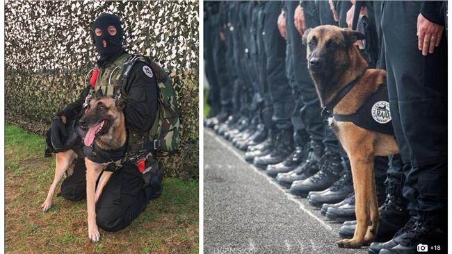 圍捕恐攻嫌　英勇警犬遭女炸彈客炸死