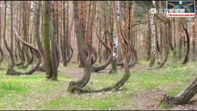 波蘭神秘「彎彎林」4百棵樹集體下跪