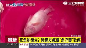 大陸　死魚　新聞畫面