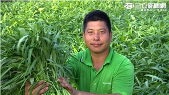 神雞幫忙種菜！大受歡迎慢來吃不到