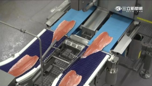 美批准基改鮭魚上市　專家憂有害健康
